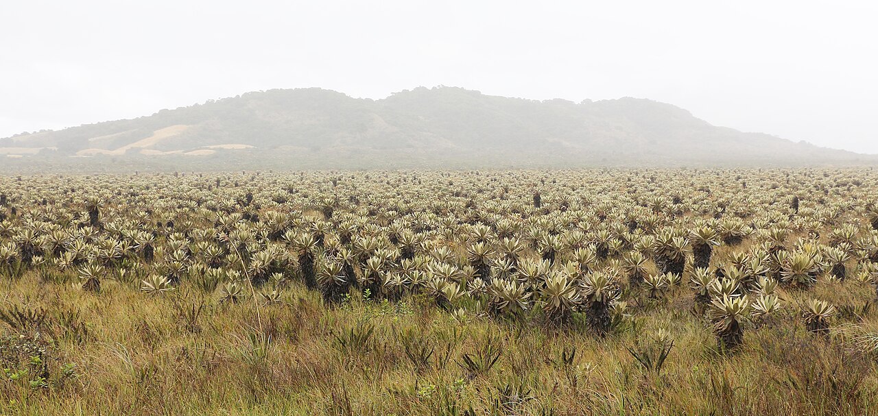 クンディナマルカ