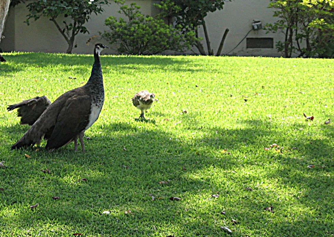 アーケイディア